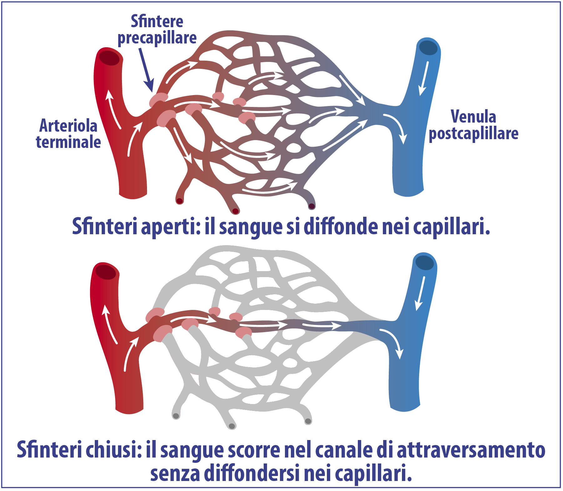 Microcircolazione